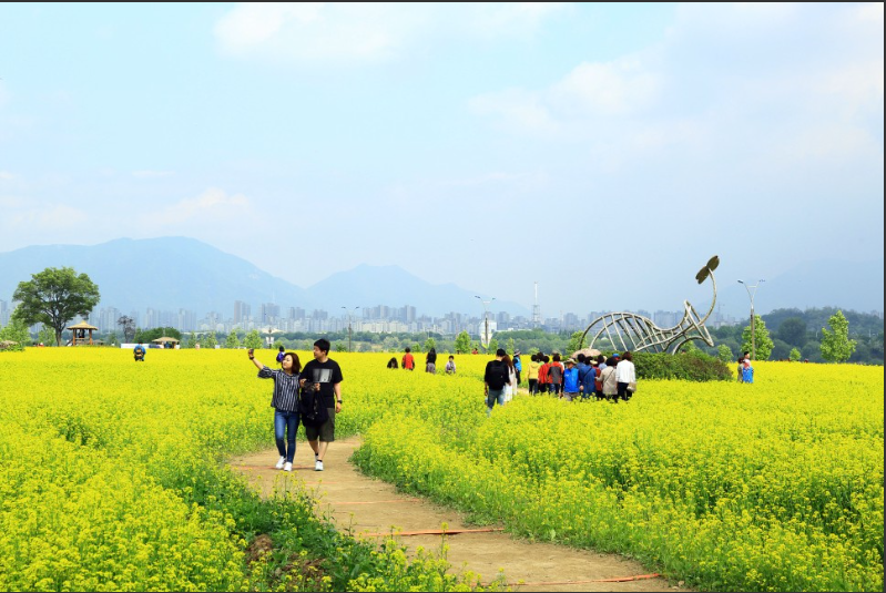 2023.유채꽃 한강예술제.2023년.입장료.가는길.주차장.일정.총정리