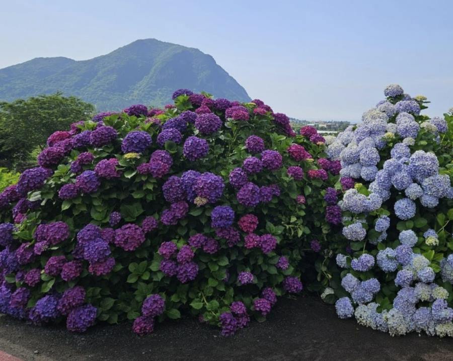 산방산-카페-추천