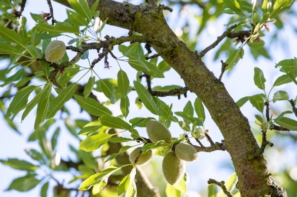 [식물키우기] 아몬드 나무 키우기 관리법 - 물주기, 햇빛, 흙(토양), 비료