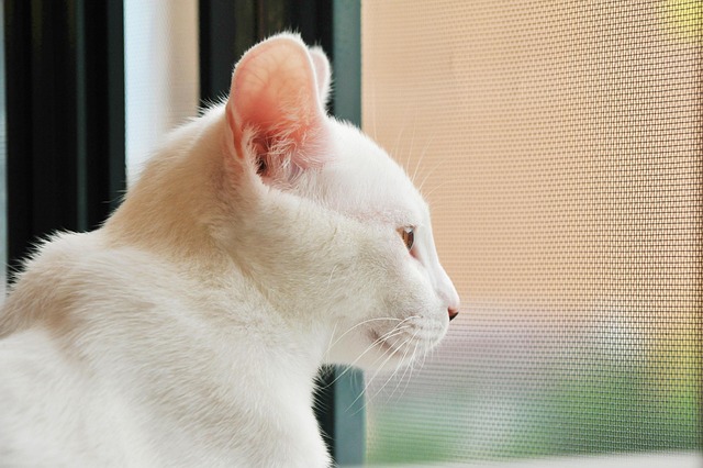 🐱 고양이 분리불안 완화법: 혼자 있어도 평온하게 지내는 루틴 만들기