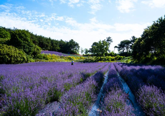 고창 여행 청농원 라벤더 축제·개화 시기·주차·날씨 정보