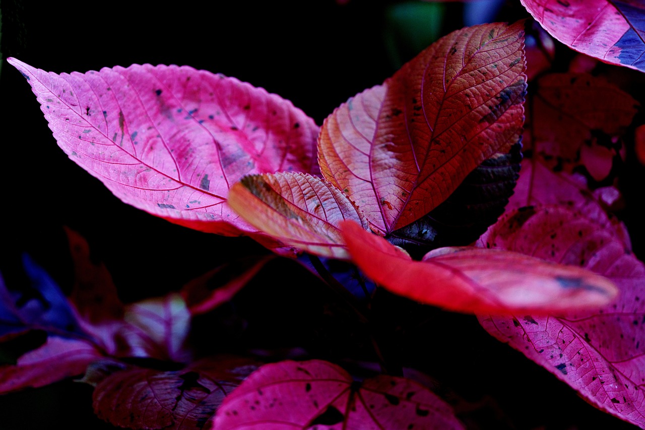 희귀 멸종위기 식물