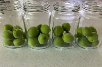 매실청 담그는법 황금비율과 숙성관리 노하우 정리_11