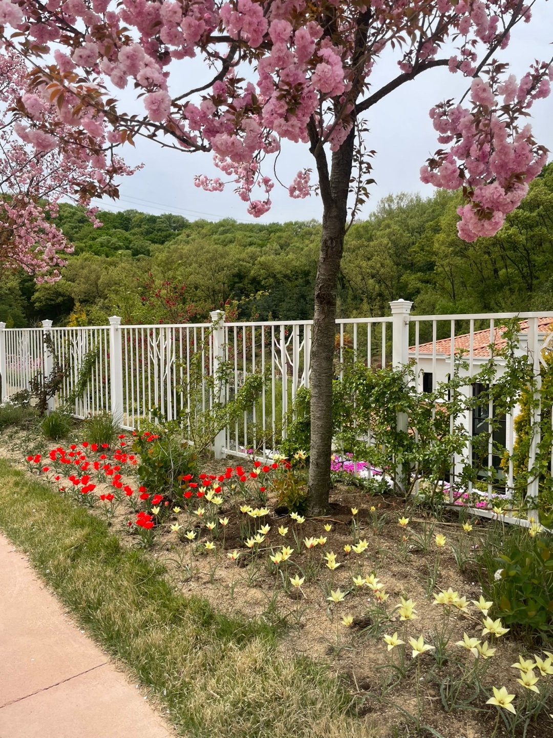 용인 자작나무숲 베툴라 대형 베이커피 카페