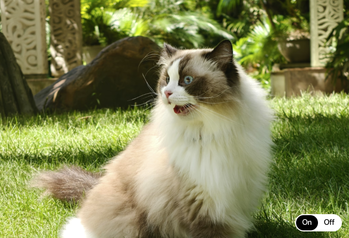 AI Unblur 기능 적용 후