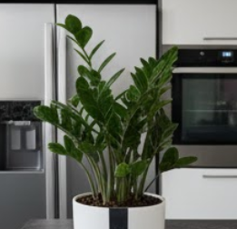 돈나무 키우는법