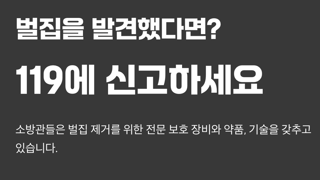벌집을 발견했다면? 가장 현명한 대처법