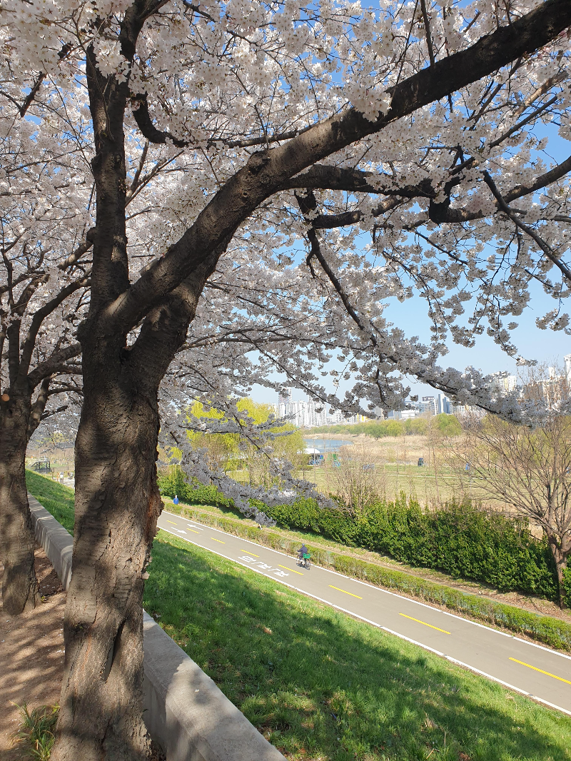 벚꽃길 오른쪽으로는 자전거 도로가 보인다.