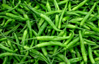 고추모종 심는 시기 놓치면 3