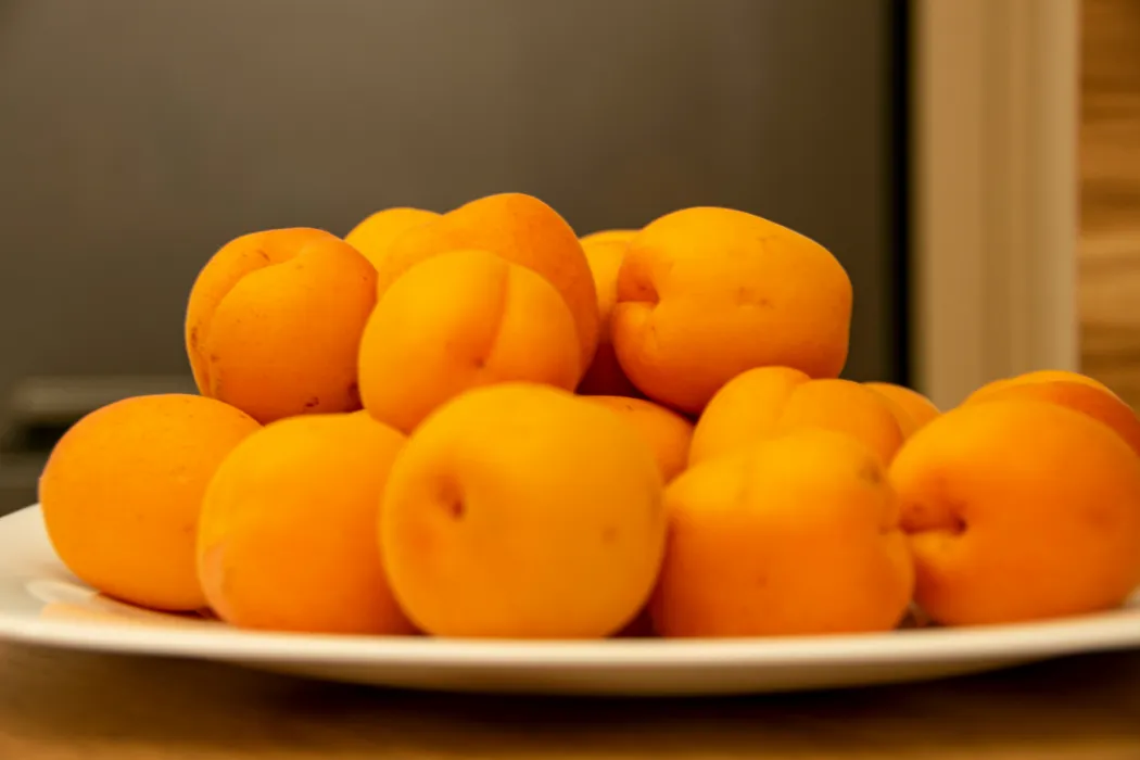 살구-효능과-부작용-관련-살구-사진