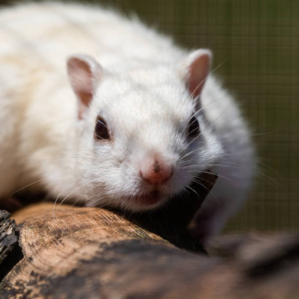 흰색 쥐 꿈 해몽