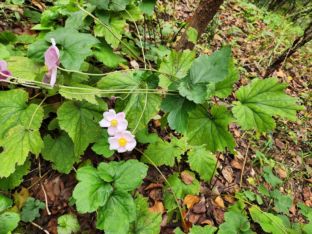 대상화