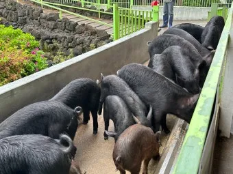 제주 흑돼지 거리 추천 고기집과 대기시간 정보_16