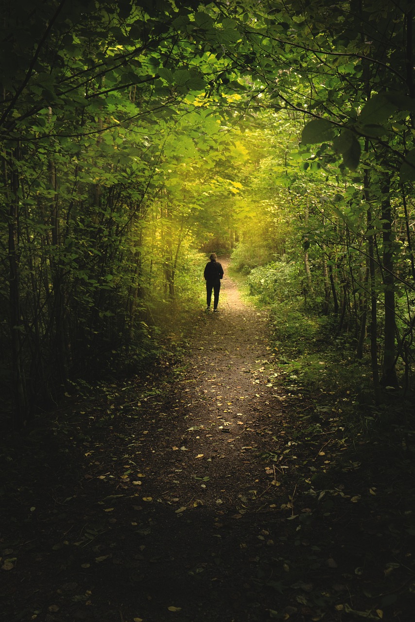 혼자 걷는 숲길 관련 사진