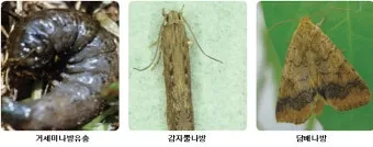 텃밭 해충 대처 진딧물 총채벌레 응애 노린재 방제_9