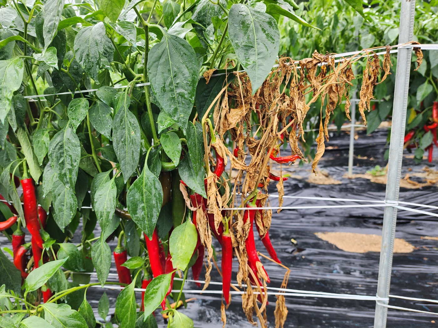 고추병충해 종류 사진 방재, 역병 탄저병 바이러스병 풋마름병