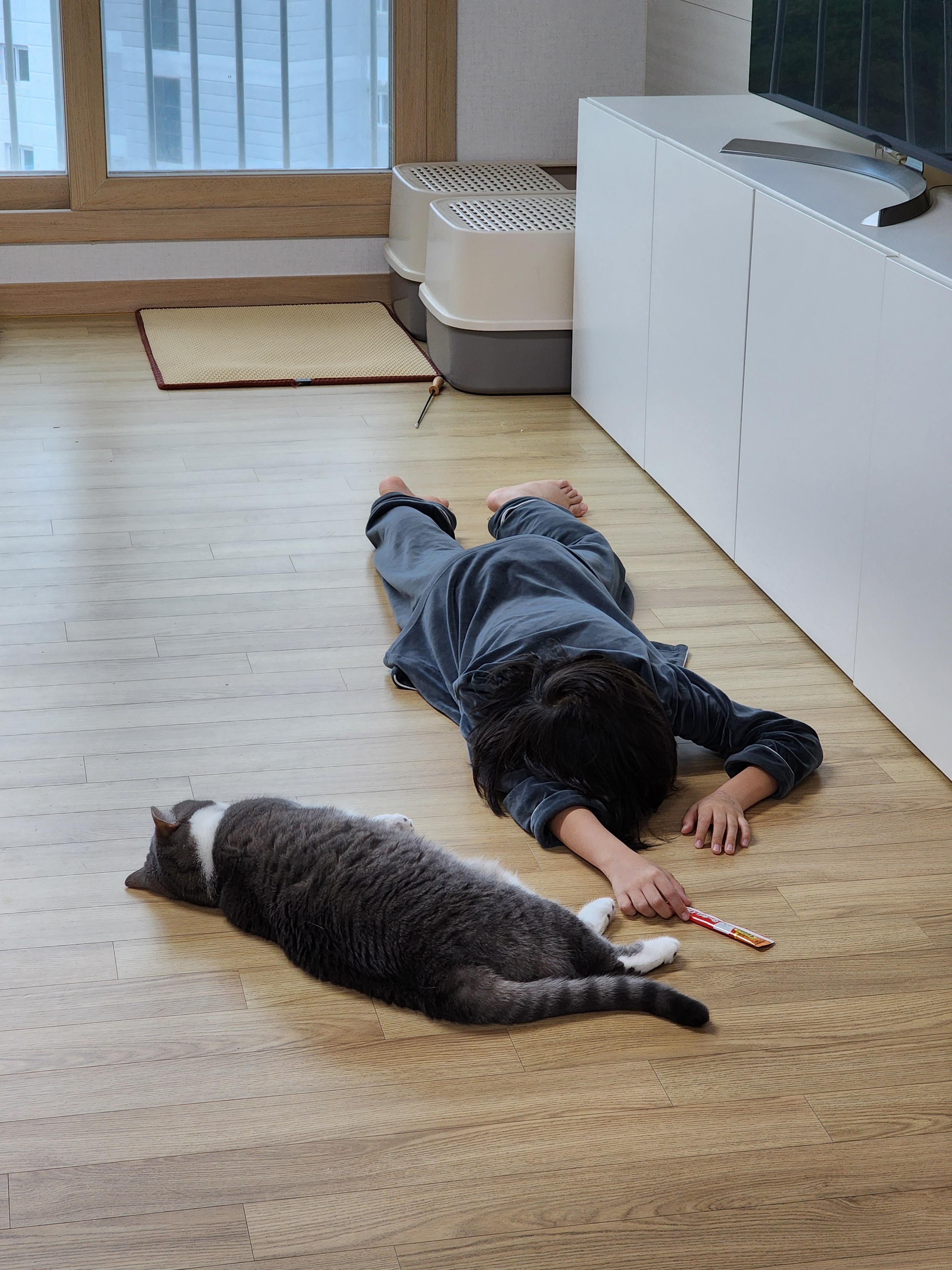 브리티쉬 숏헤어 화이트 그레이 두마리 고양이 집사