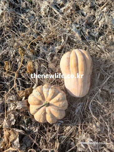 수확 후 밭에서 자연 건조되며 숙성 중인 늙은 호박 실물 사진/ 출산 후· 수술 후 회복 설명 사진
