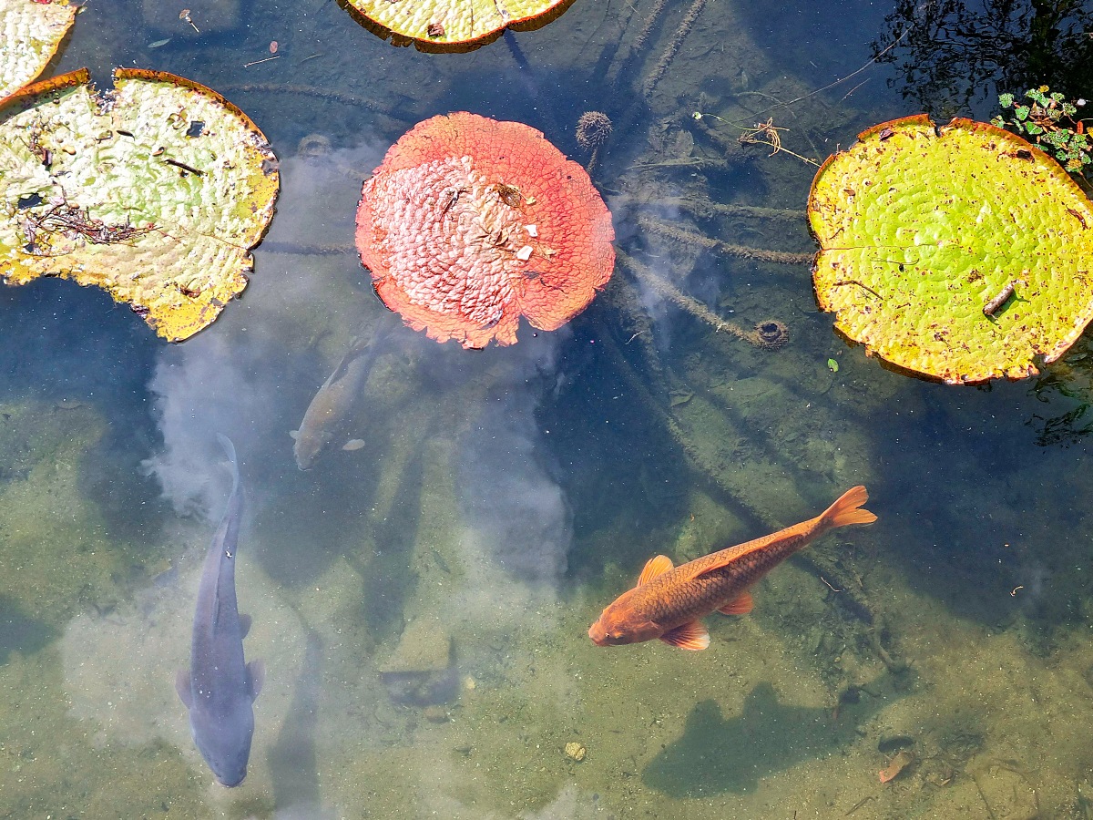 서울 근교 가을꽃 만발한, 경기도 고양시 강매석교공원 창릉천 코스모스축제