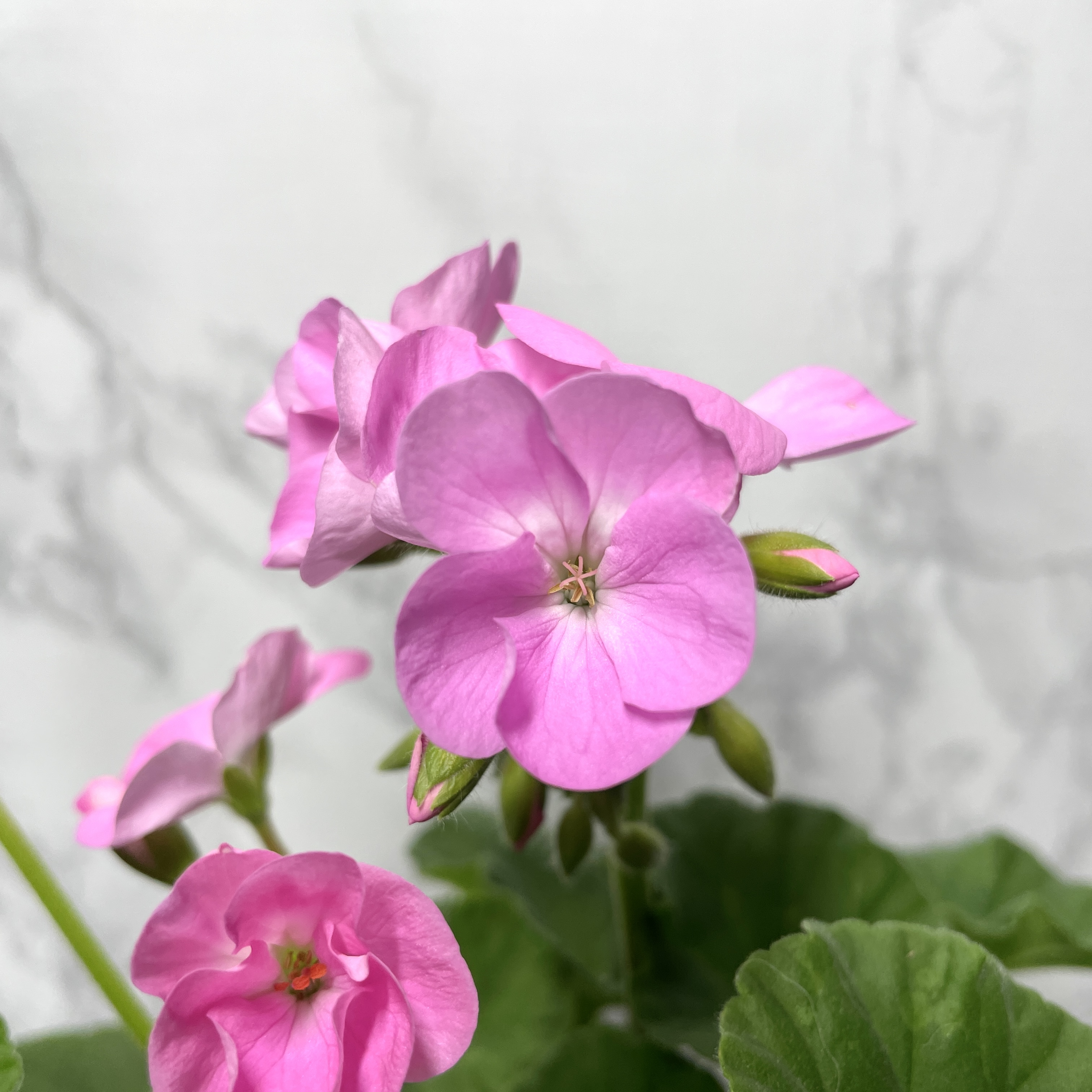 제라늄 키우기 종류 화분 꽃