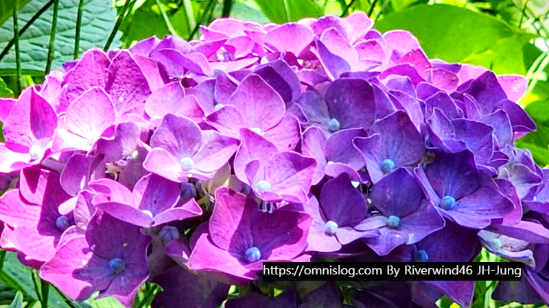 수국 水菊 hydrangea flower