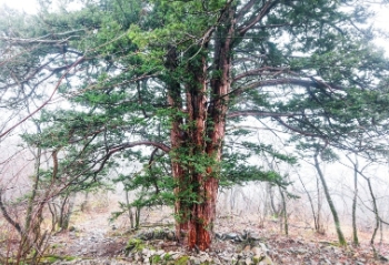 발왕산 케이블카 예약 요금 할인 운행시간