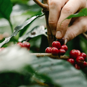 커피 원두 읽는 법 _커피 생산 국가 및 지역