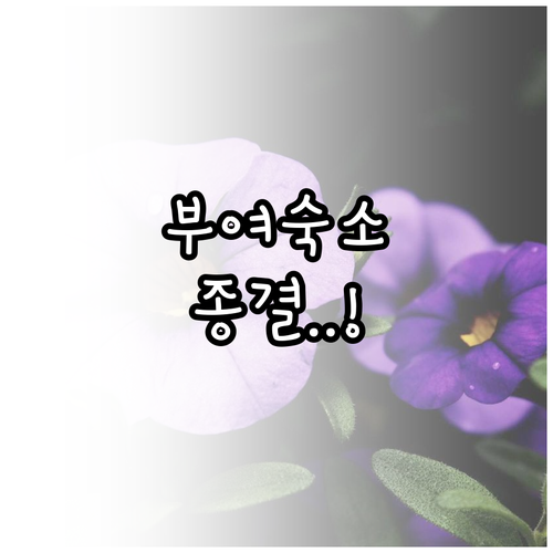 직접 확인한 부여 숙소 리스트 롯데 ..