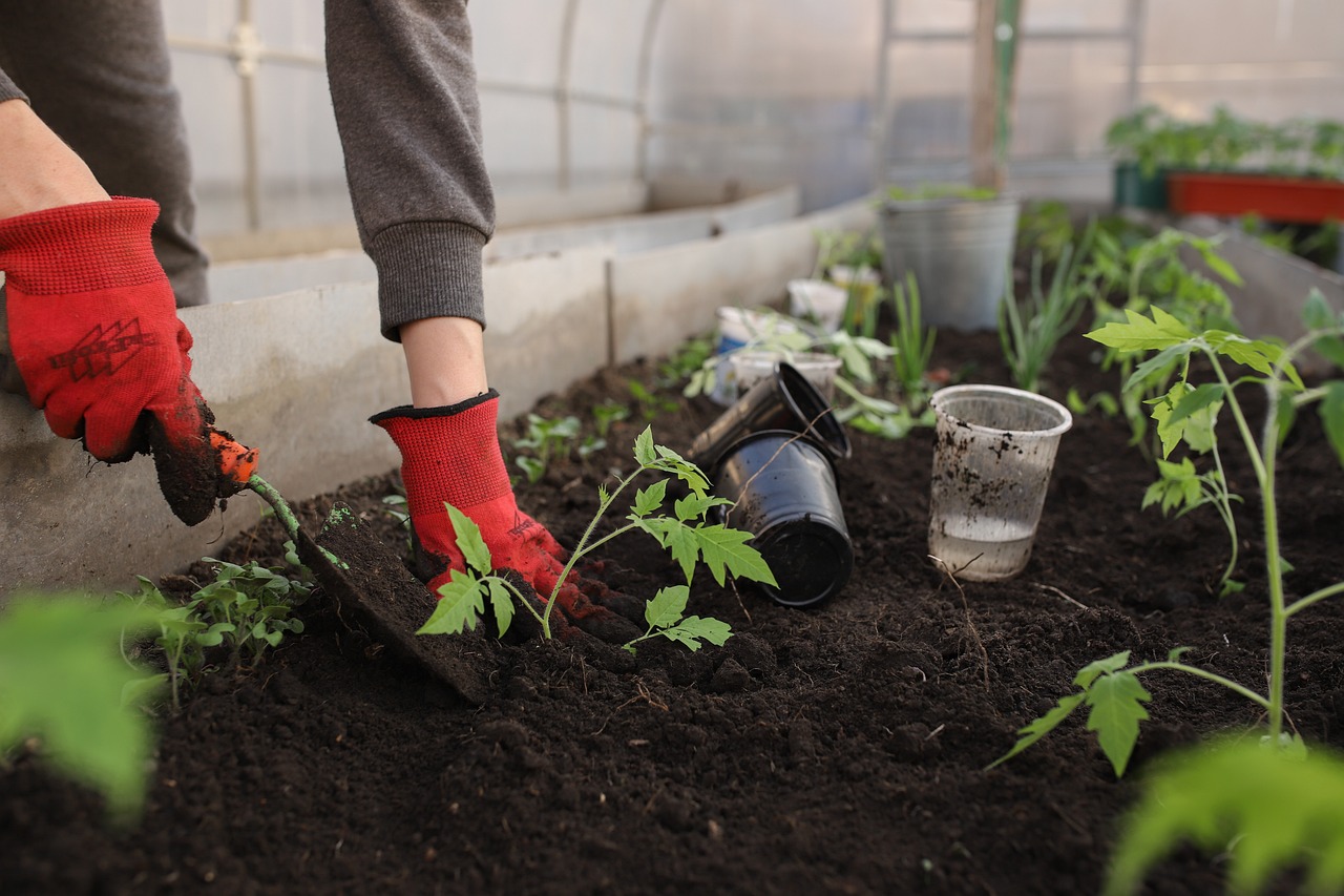 greenhouse-6226263_1280.jpg