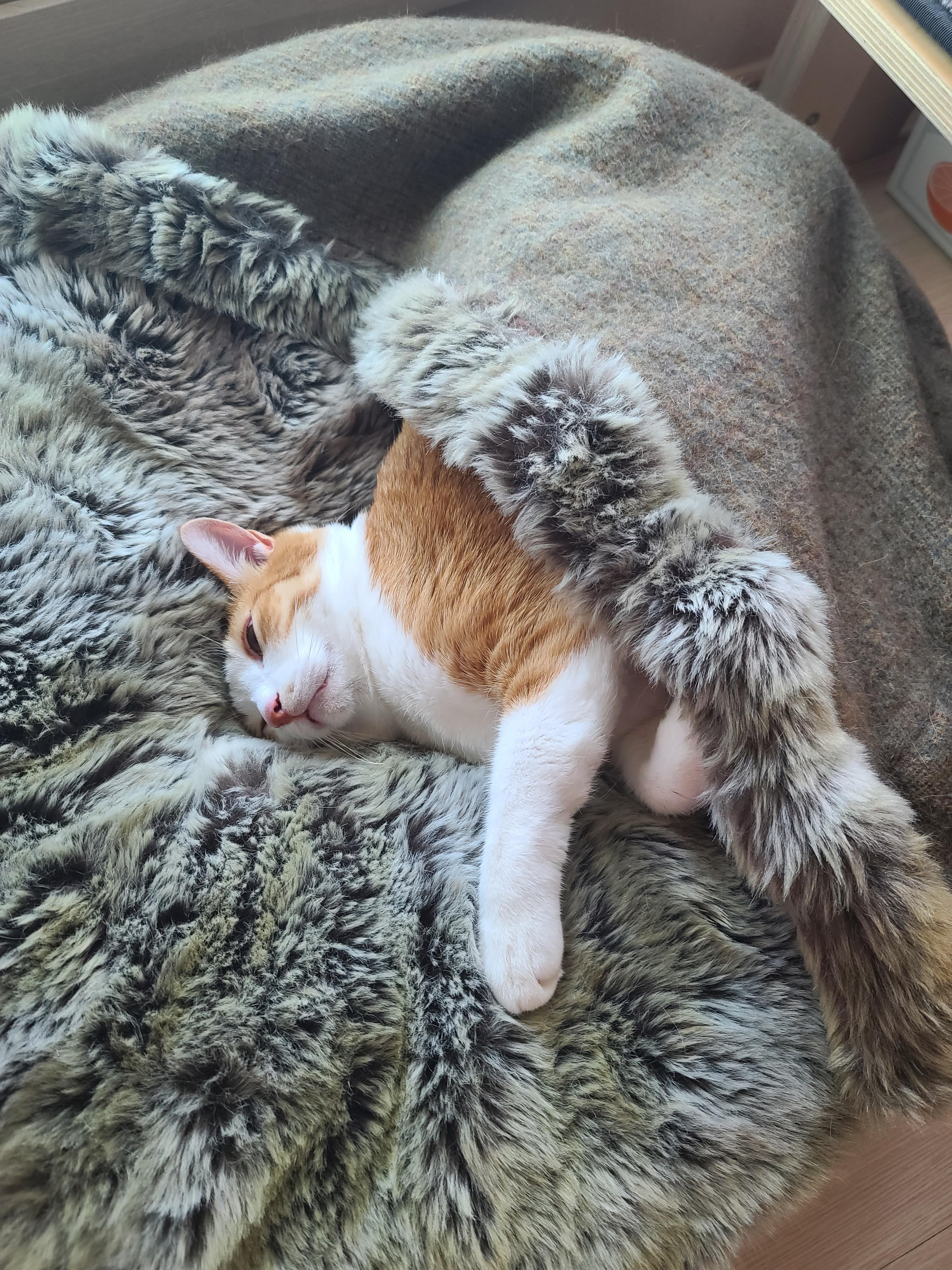 방석 안에서 잠이들었던 호야는 결국..(feat.너무 귀엽게 자는 호야)