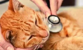 고양이 갑상선 기능 항진증 원인 증상 수치 관리법 총정리 정리자료_7
