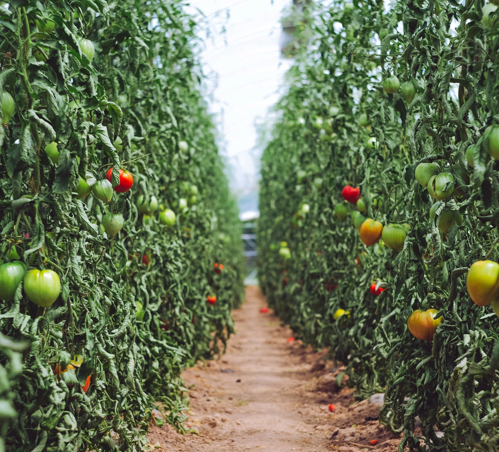 대저토마토 보관