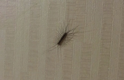 돈벌레 생기는 이유 돈벌레 없애는 방법