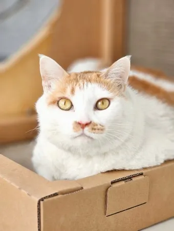 고양이 사진 실내 소음 최소 초점 고정 눈빛 살리기_13