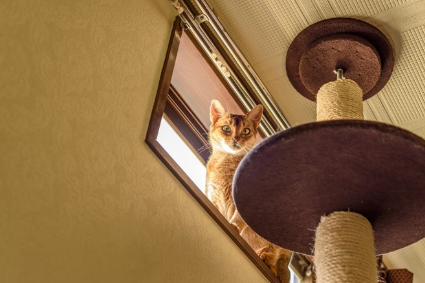 캣타워 위의 고양이.