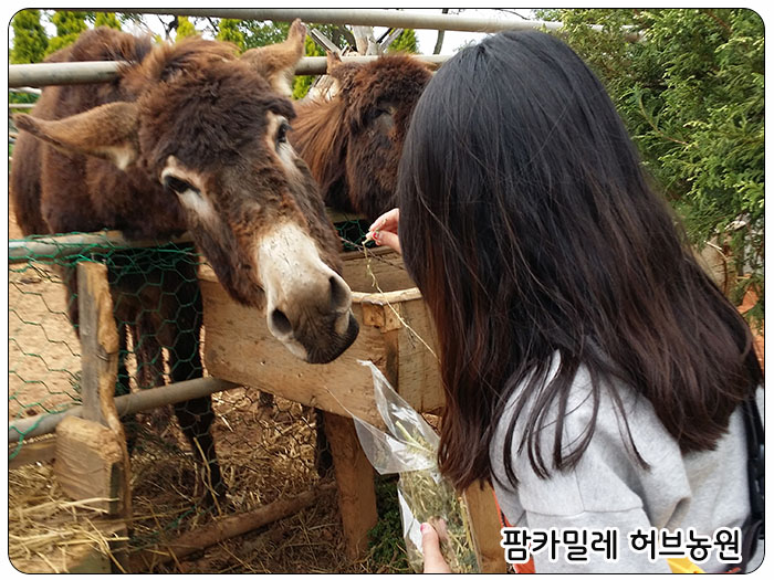 팜카밀레 허브농장, 동물