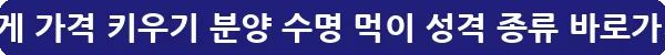 소라게 가격 키우기 분양 수명 먹이 성격 종류_10