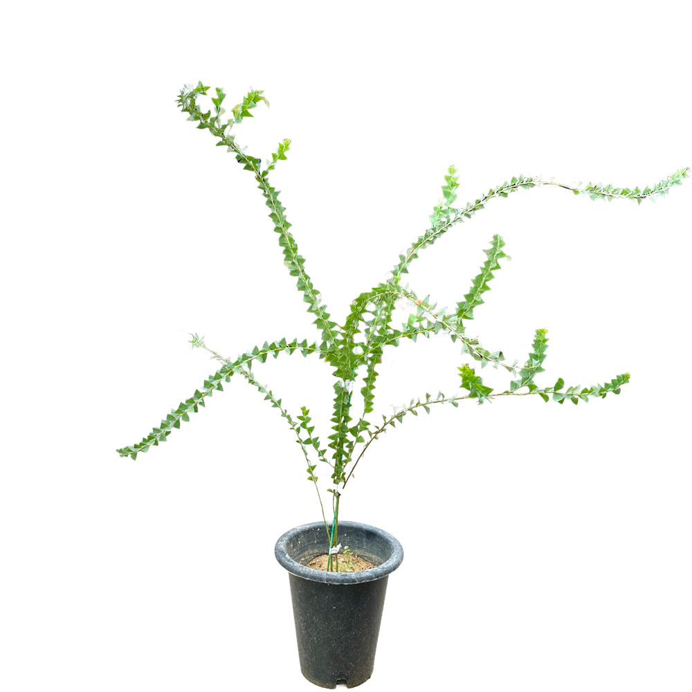 삼각잎 아카시아 키우기