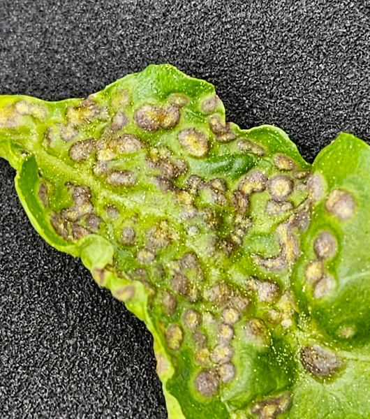 구기자혹응애 벌레혹 앞면