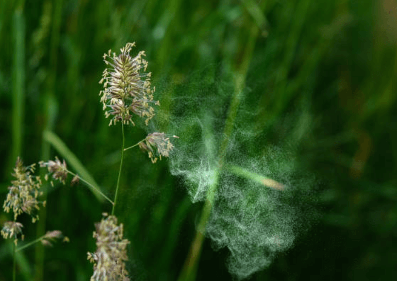 꽃가루 알레르기 치료법
