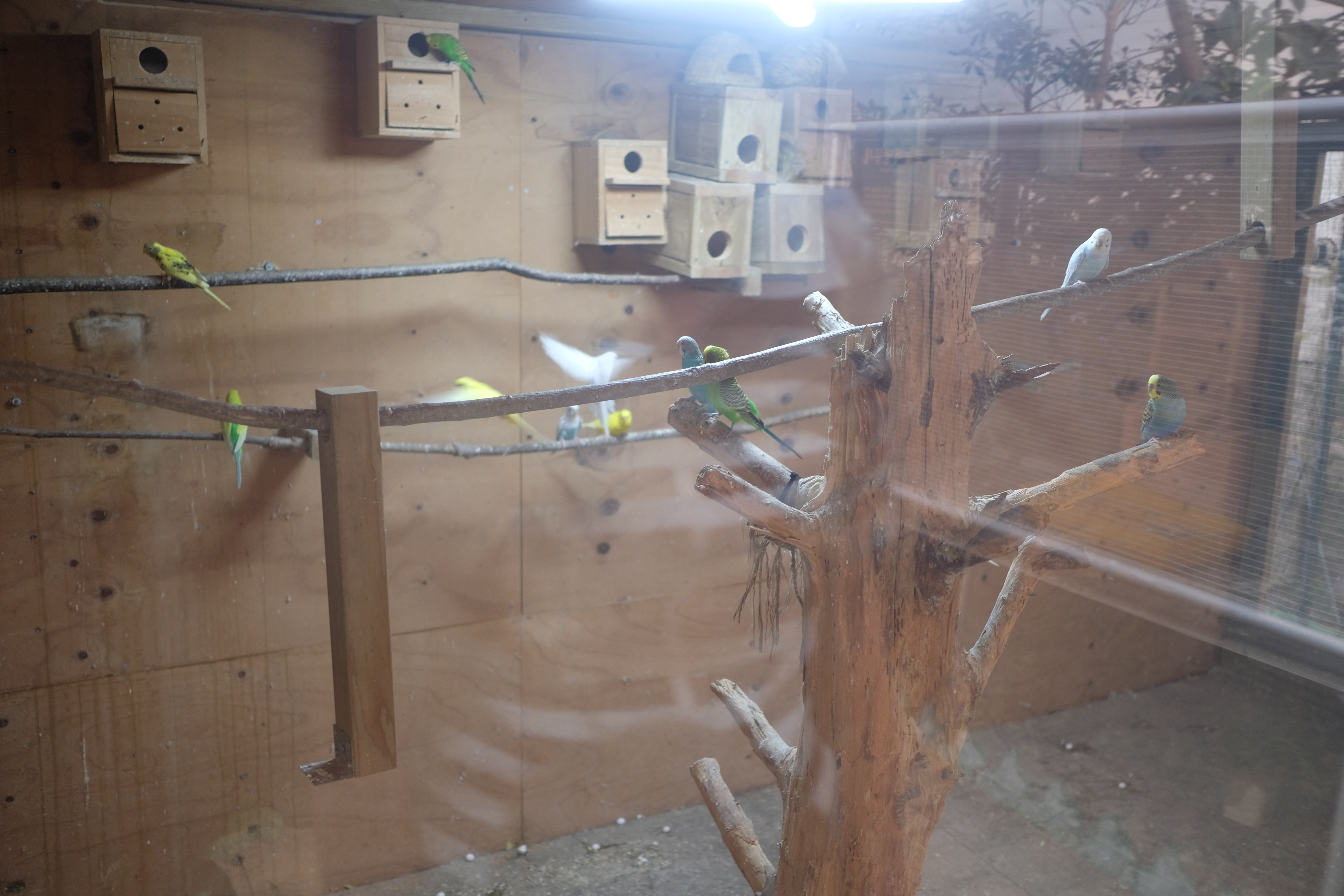 덕평공룡수목원 식물원 내 새장