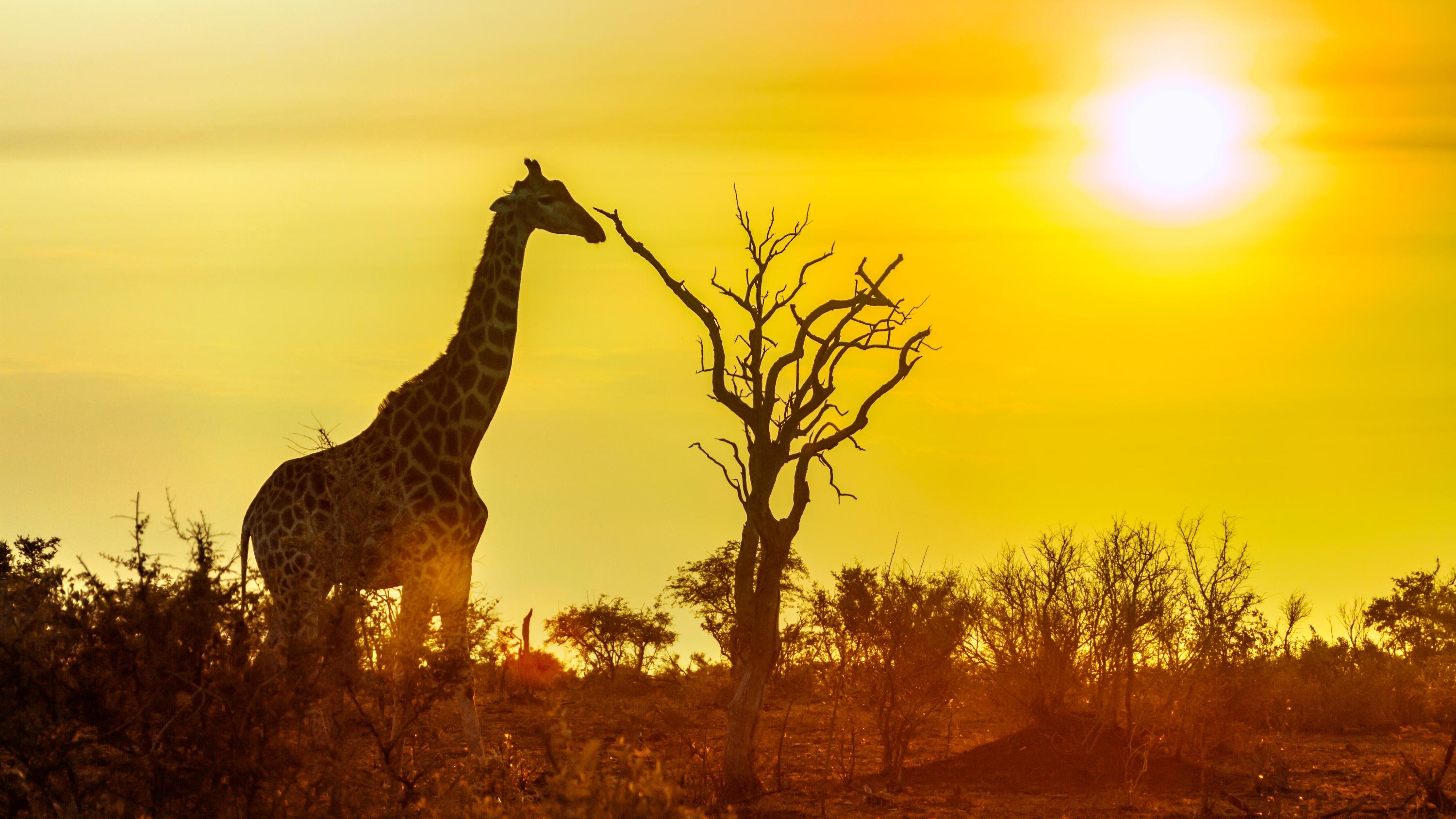 크루거 국립공원 (Kruger National Park)