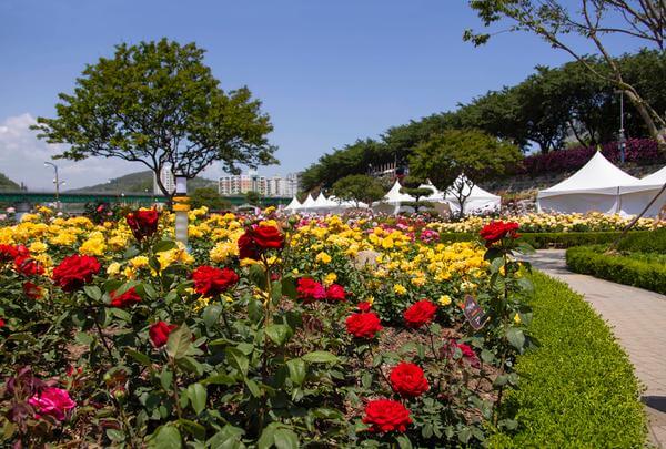2025 삼척 장미축제: 천만 송이 장미와 함께하는 봄날의 향연! 삼척 장미축제 일정 가이드!!
