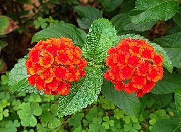 가을에 피는 꽃 란타나