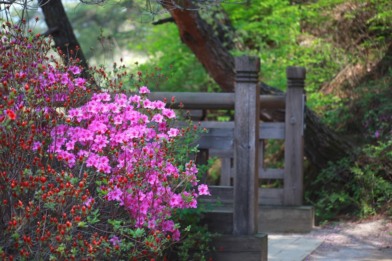 2025 영주 소백산 철쭉제 일정&amp;#44; 개화현황&amp;#44; 가는방법&amp;#44; 고향사랑기부 이벤트 총정리