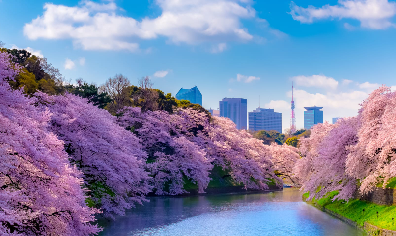 ์ผ๋ณธ ๋ฒ๊ฝ ๋ช
์