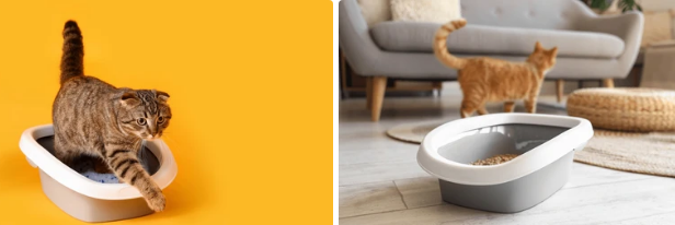 고양이 두부모래 추천