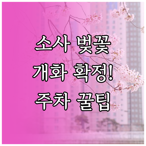 부천 소사구 벚꽃 개화 일정 명소별 ..