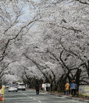 경주벚꽃3