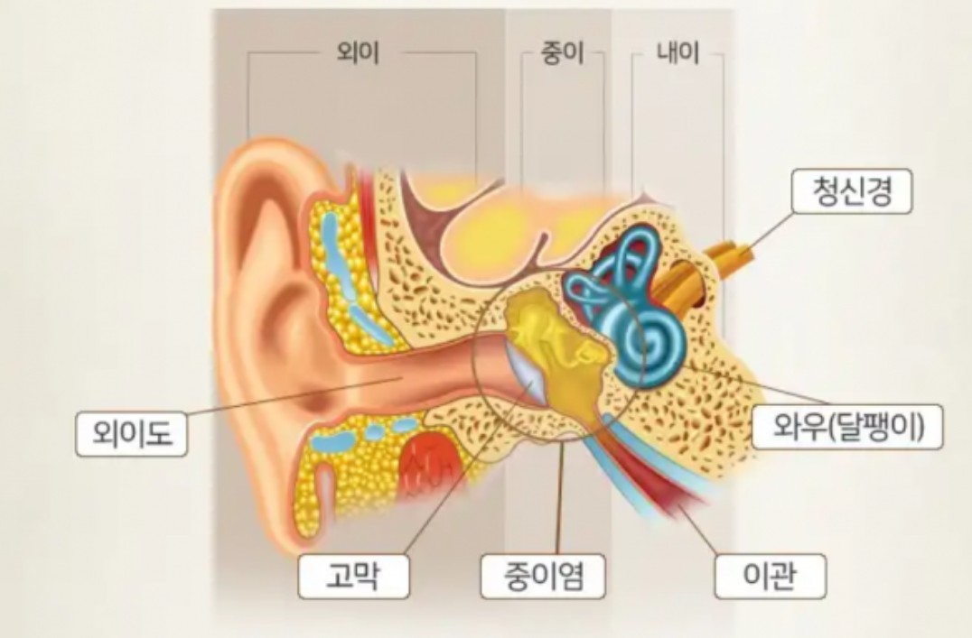 귀 구조